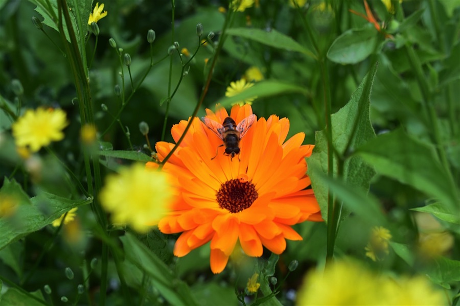 Hoverfly on calendula flower